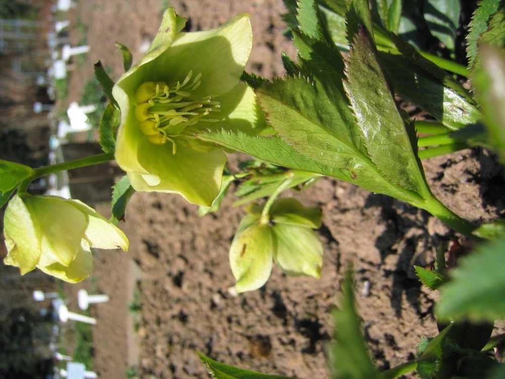 Helleborus viridis (Grünblühende Nieswurz)